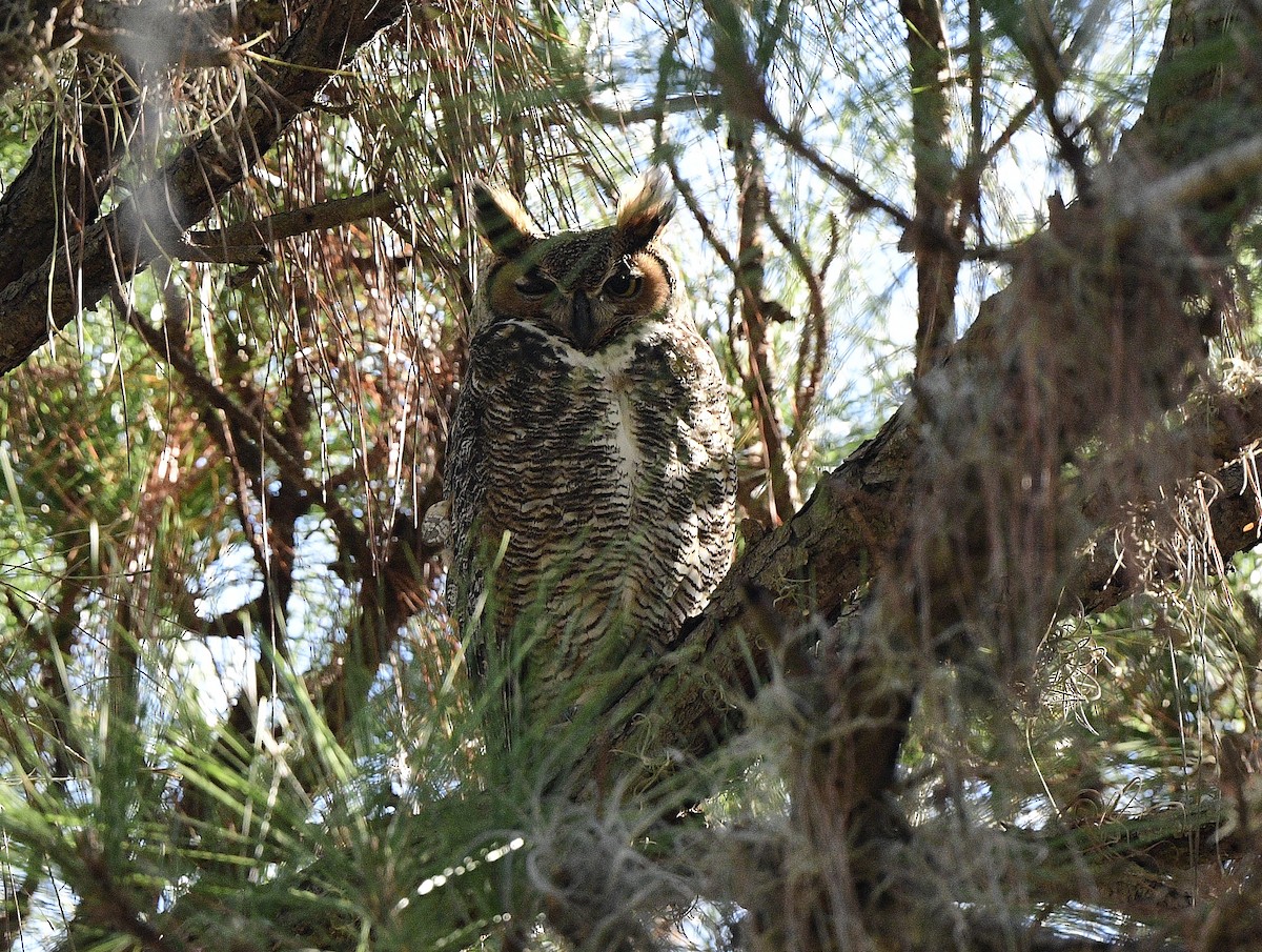 Great Horned Owl - ML393297341