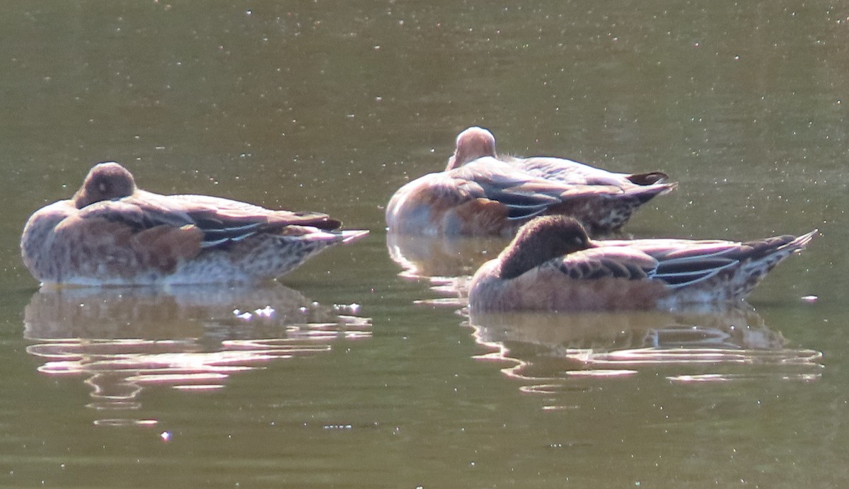 Eurasian Wigeon - ML393298241