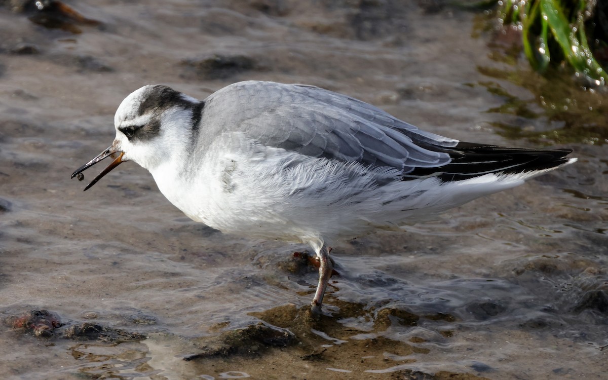 Red Phalarope - Tim Lenz