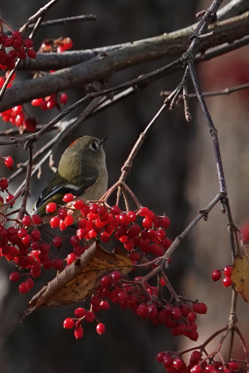 Ruby-crowned Kinglet - ML393299661