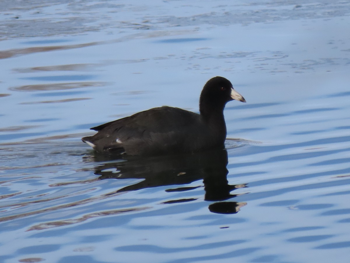 American Coot - Del Nelson