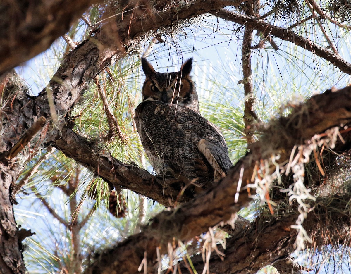 Great Horned Owl - ML393303281