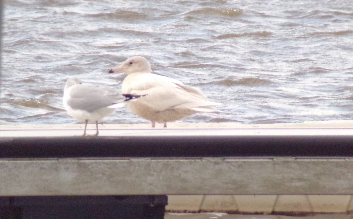 Glaucous Gull - ML393303291