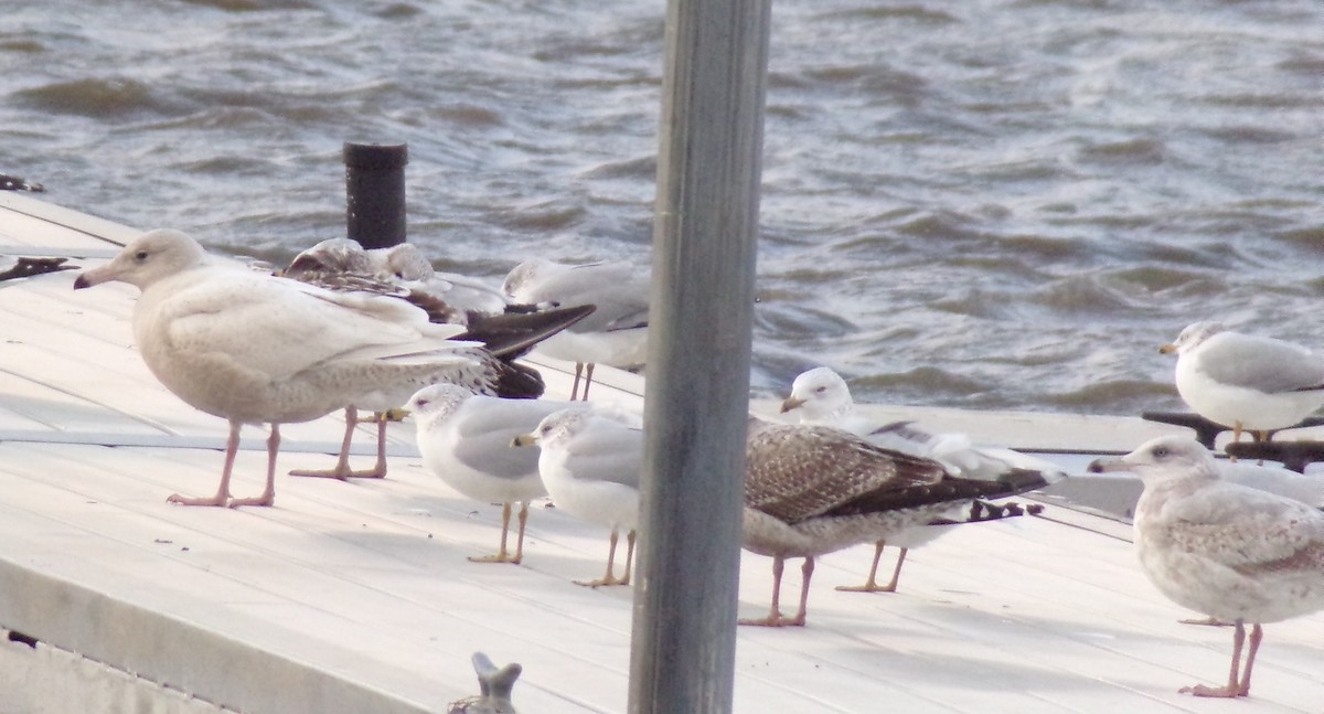 Glaucous Gull - ML393303511