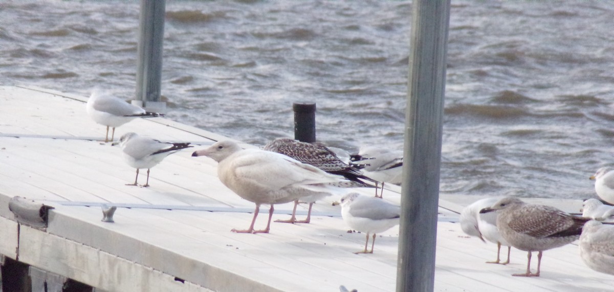 Glaucous Gull - ML393303791