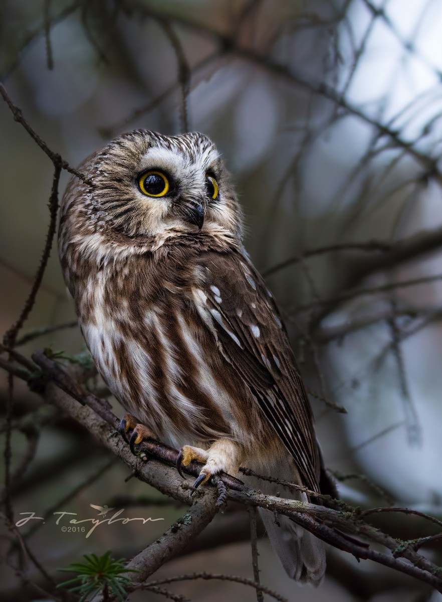 Northern Saw-whet Owl - Jamin Taylor