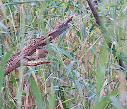 Winter Wren - ML393305821