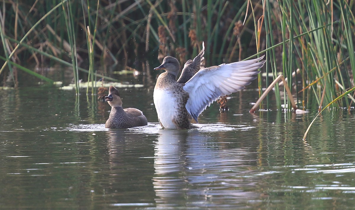 Gadwall - David Barton