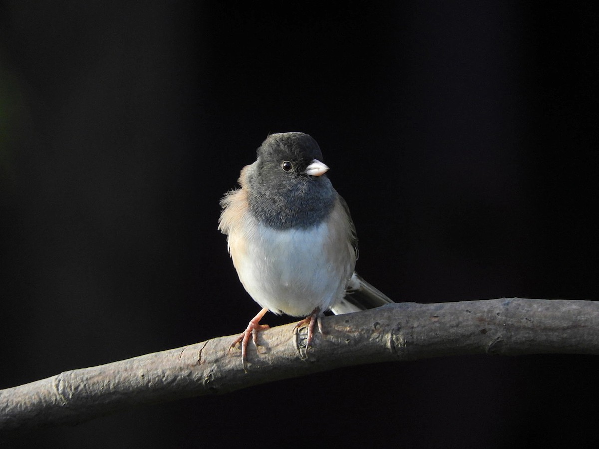 strnadec zimní [skupina oreganus] - ML393308011