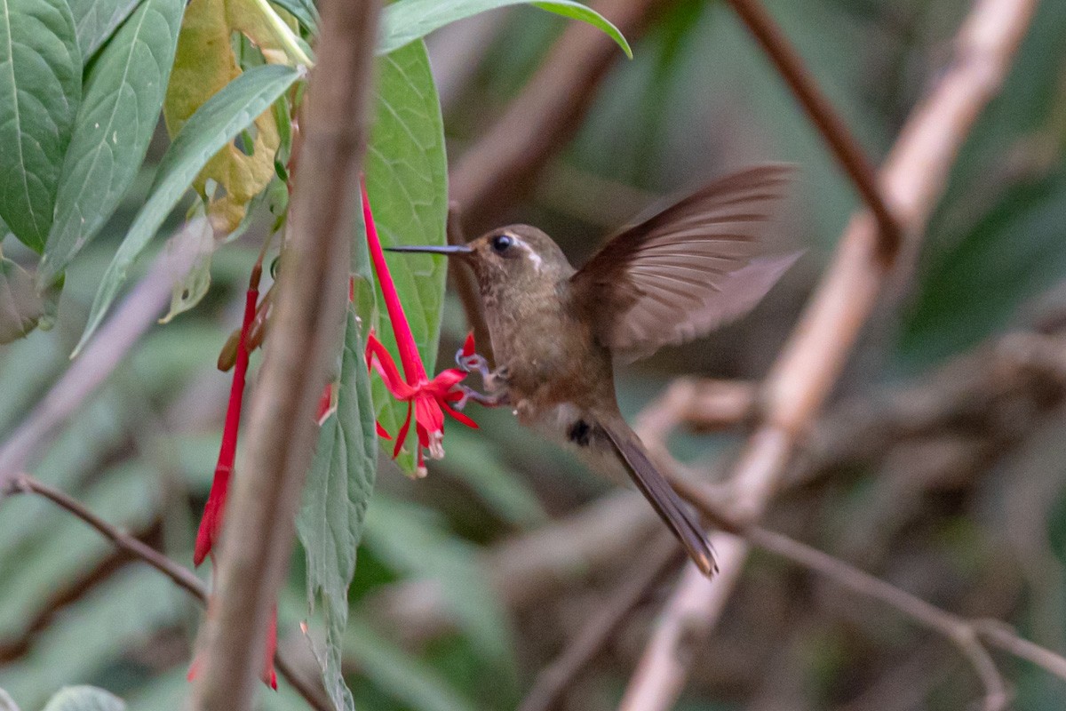Speckled Hummingbird - ML393311261