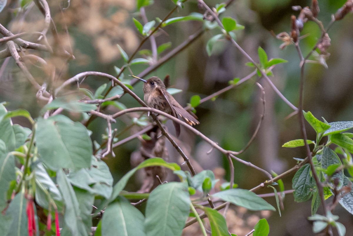Speckled Hummingbird - Victor Hugo Michelini