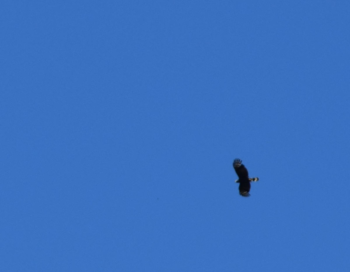 Hook-billed Kite - ML393311561