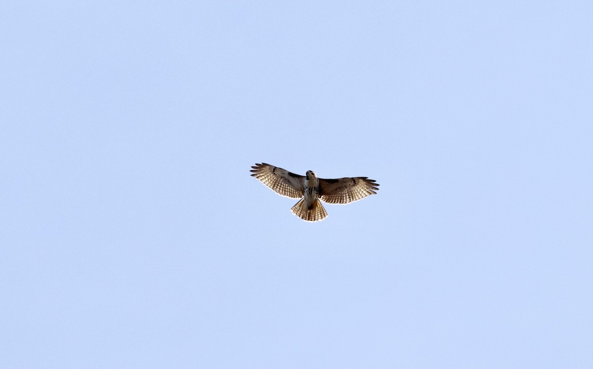 Red-tailed Hawk - ML393313241