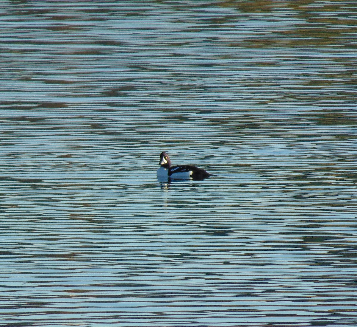 Barrow's Goldeneye - ML39331371