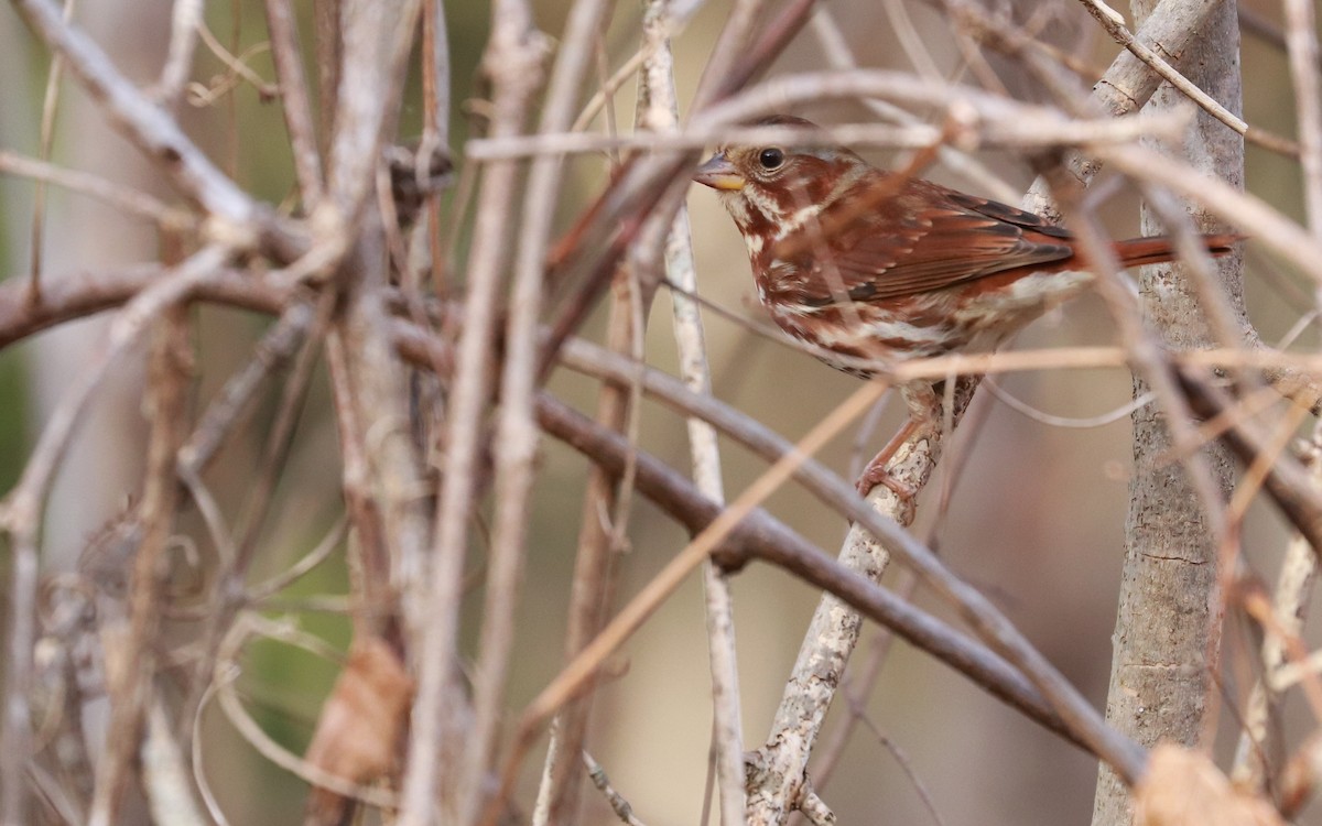 ゴマフスズメ（iliaca／zaboria） - ML393313791