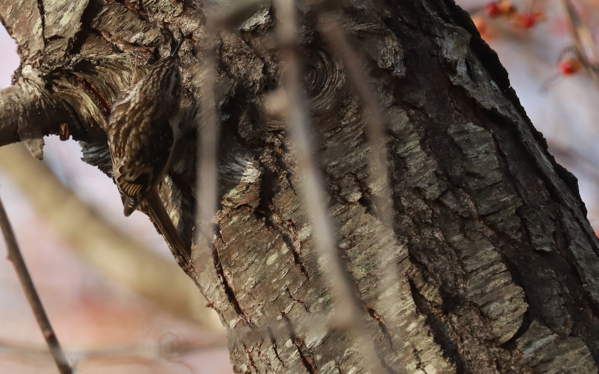 アメリカキバシリ - ML393314331