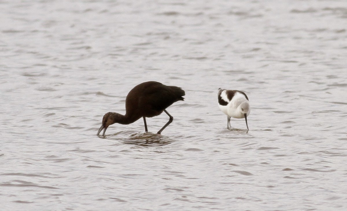 Glossy Ibis - Jay McGowan