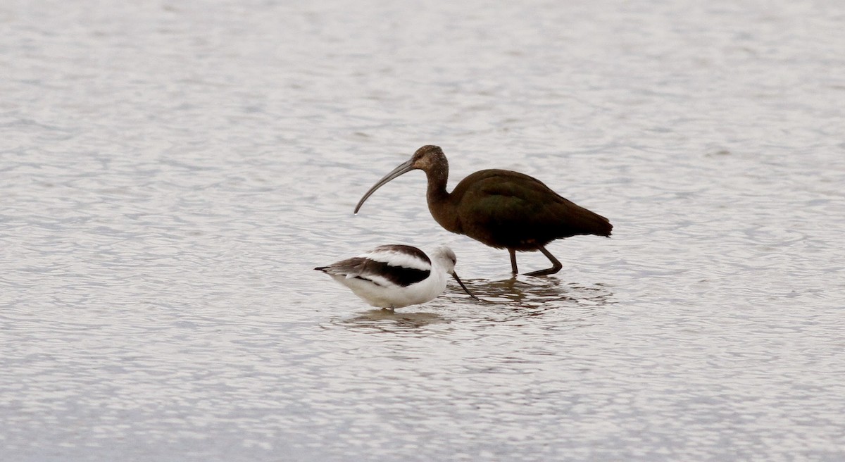 ibis hnědý - ML39331571