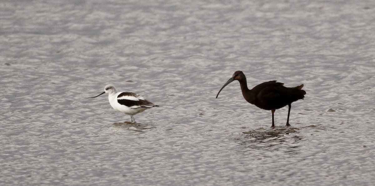 ibis hnědý - ML39331611