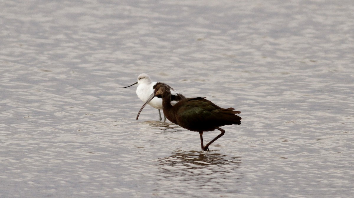 ibis hnědý - ML39331621