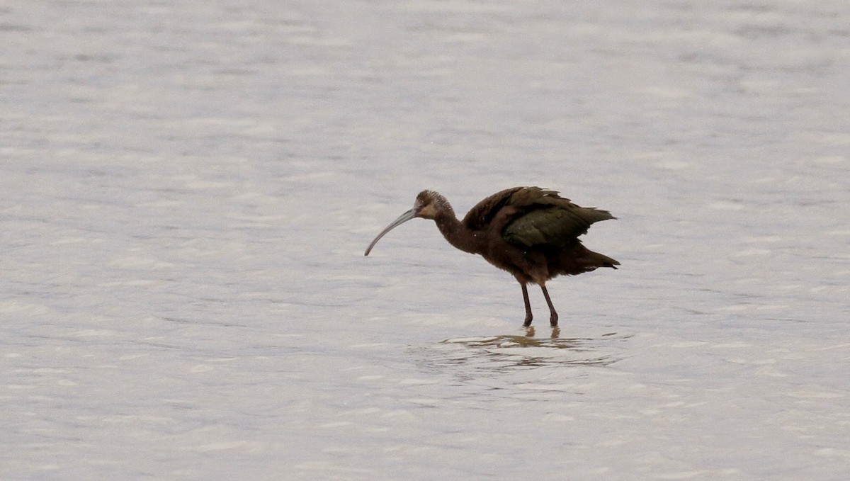 ibis hnědý - ML39331661