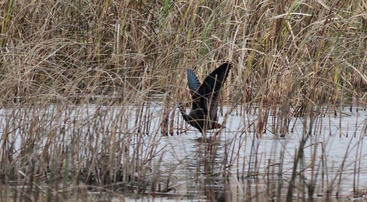 ibis hnědý - ML39331681