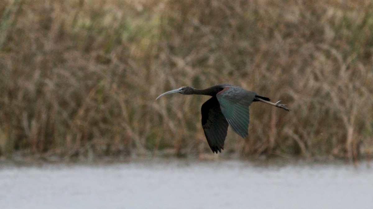 ibis hnědý - ML39331701