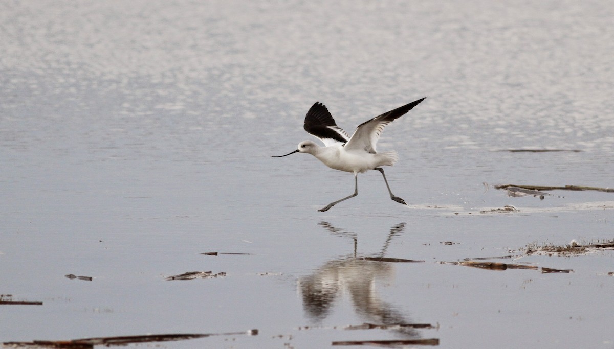 Avoceta Americana - ML39331751