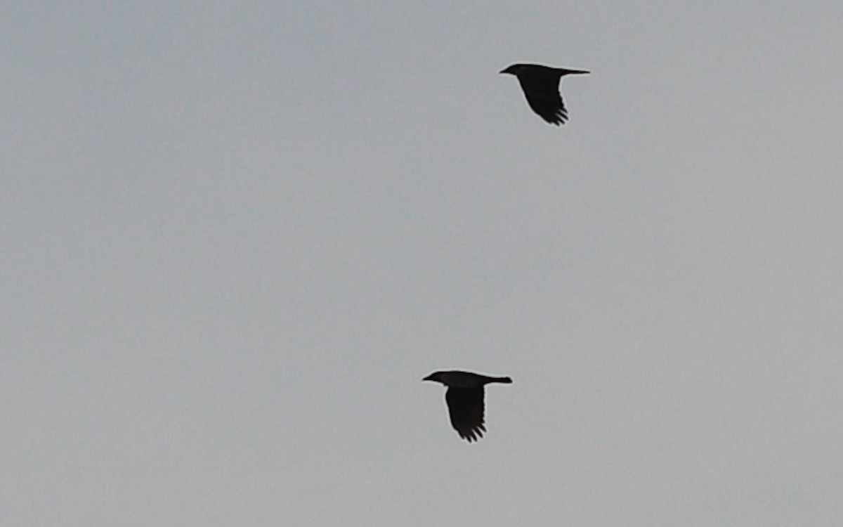 ウオガラス - ML393317681