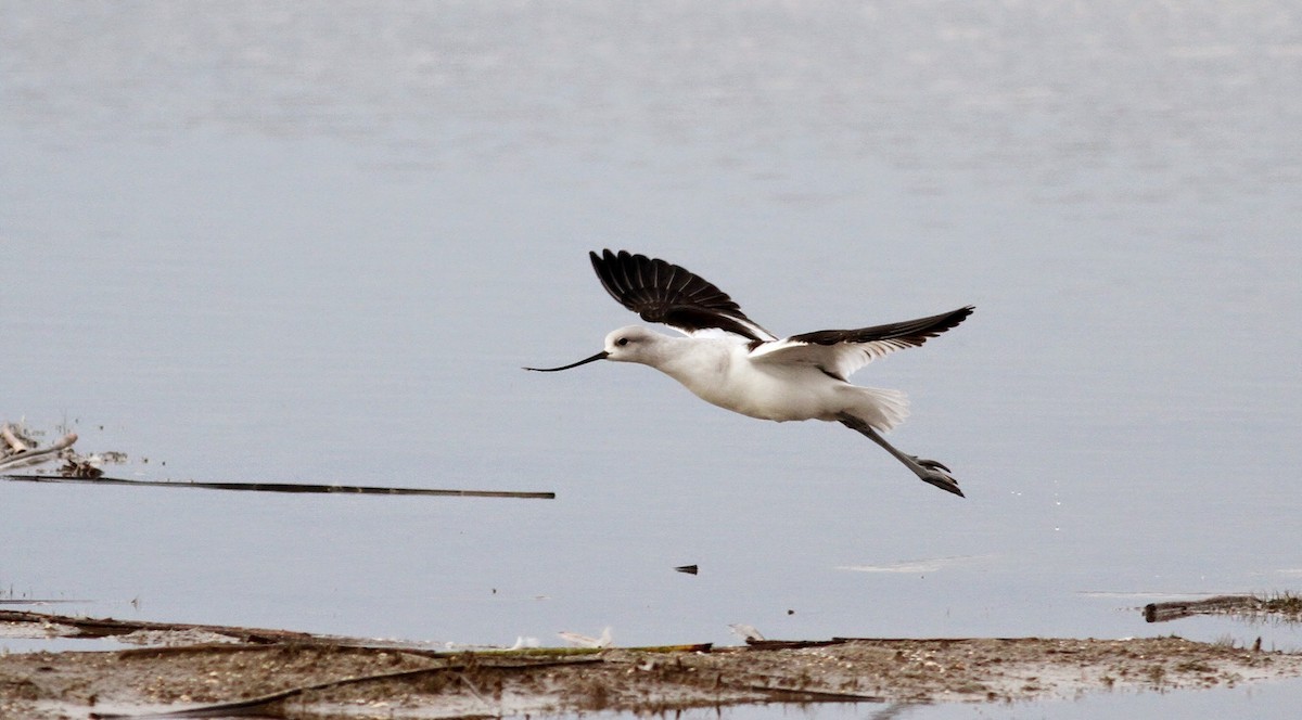 Avoceta Americana - ML39331771