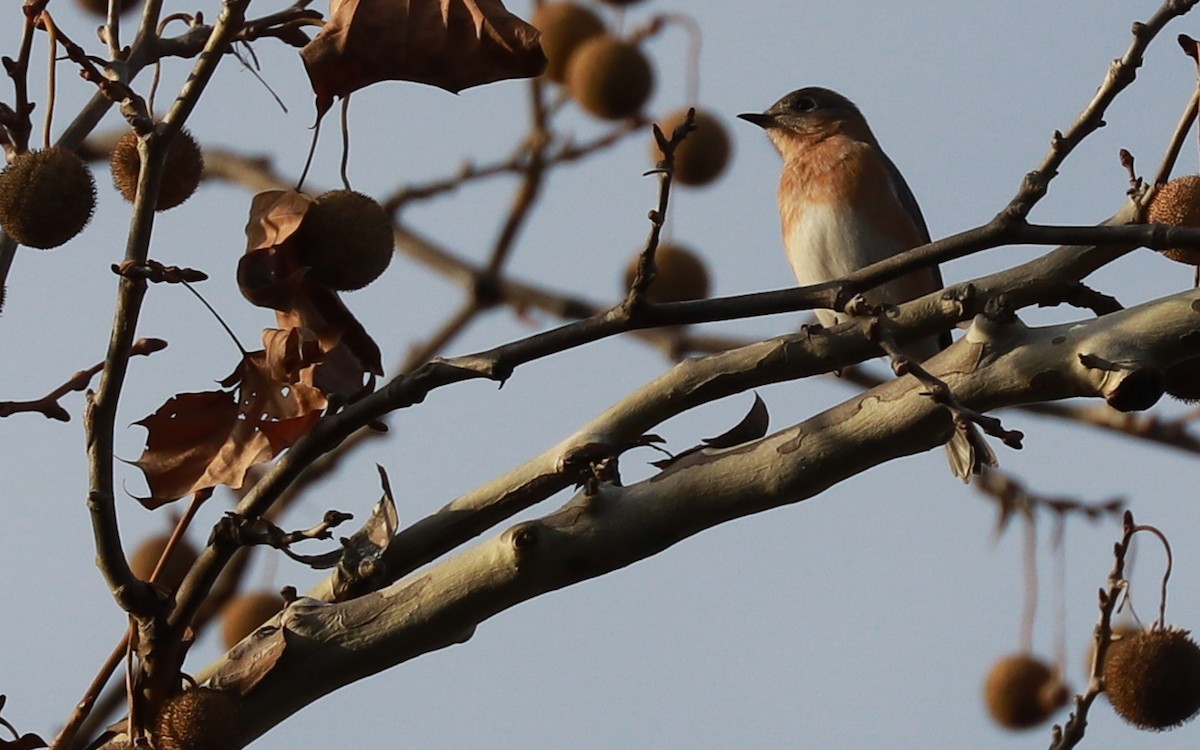 ルリツグミ - ML393317741