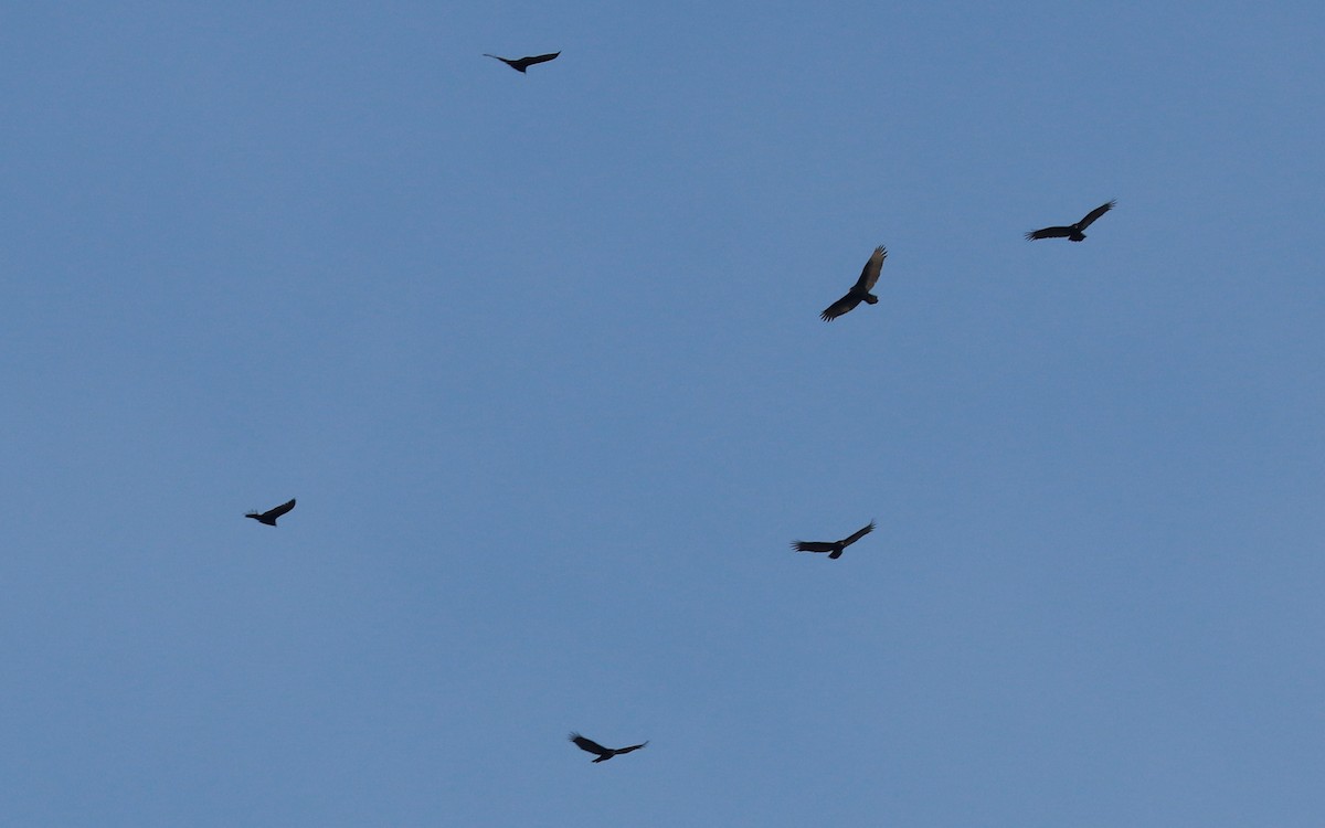 ヒメコンドル - ML393317861