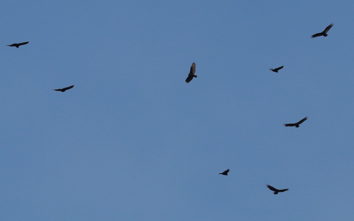 ヒメコンドル - ML393317871