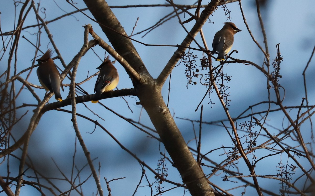 ヒメレンジャク - ML393317951