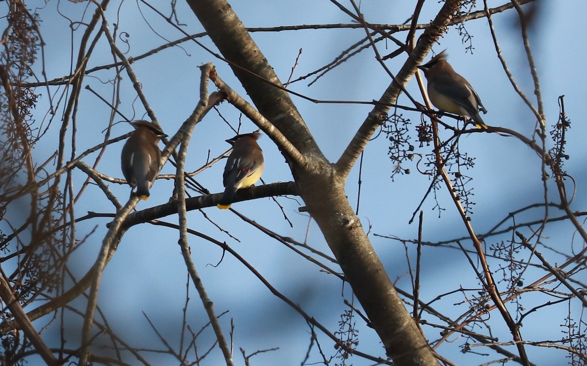 ヒメレンジャク - ML393317971