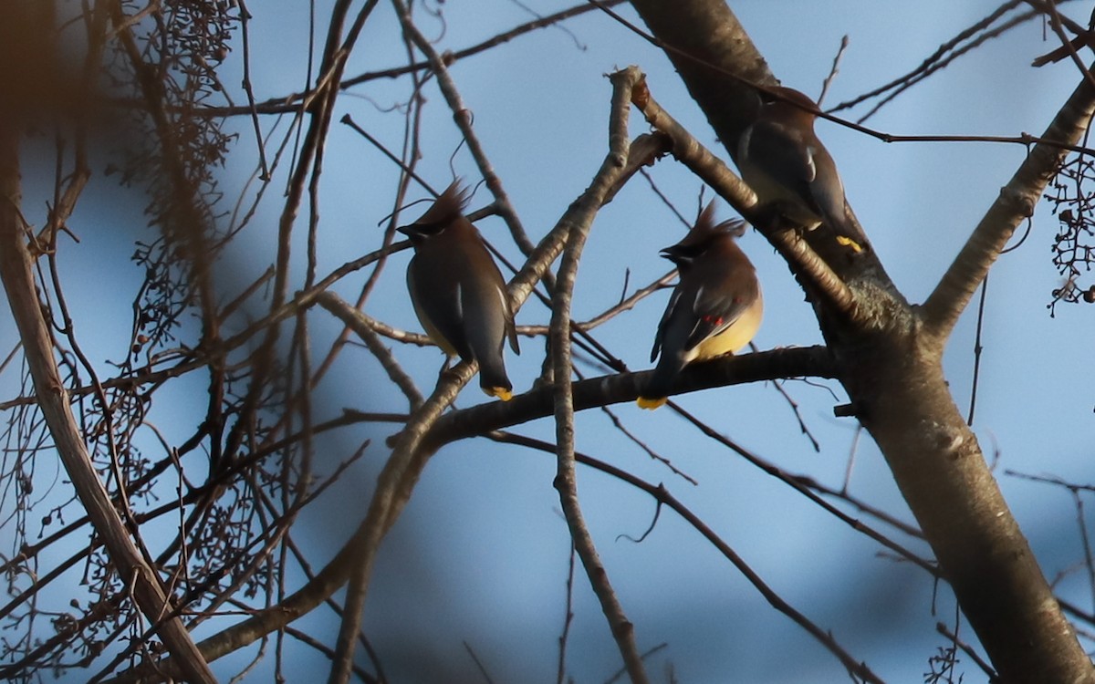 ヒメレンジャク - ML393317981