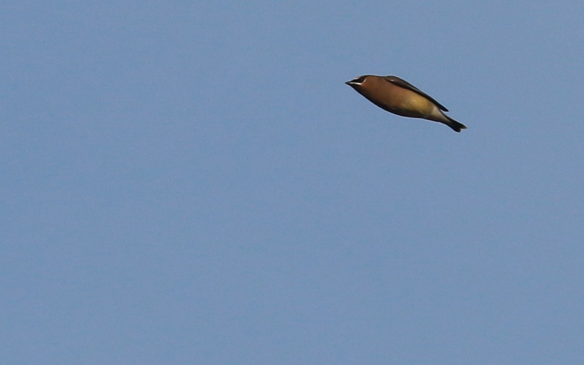 Cedar Waxwing - Anonymous