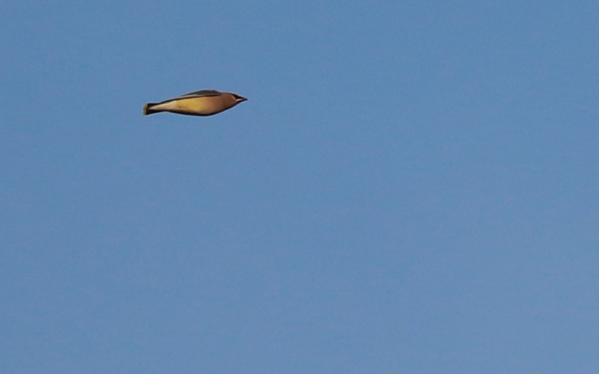 ヒメレンジャク - ML393318151