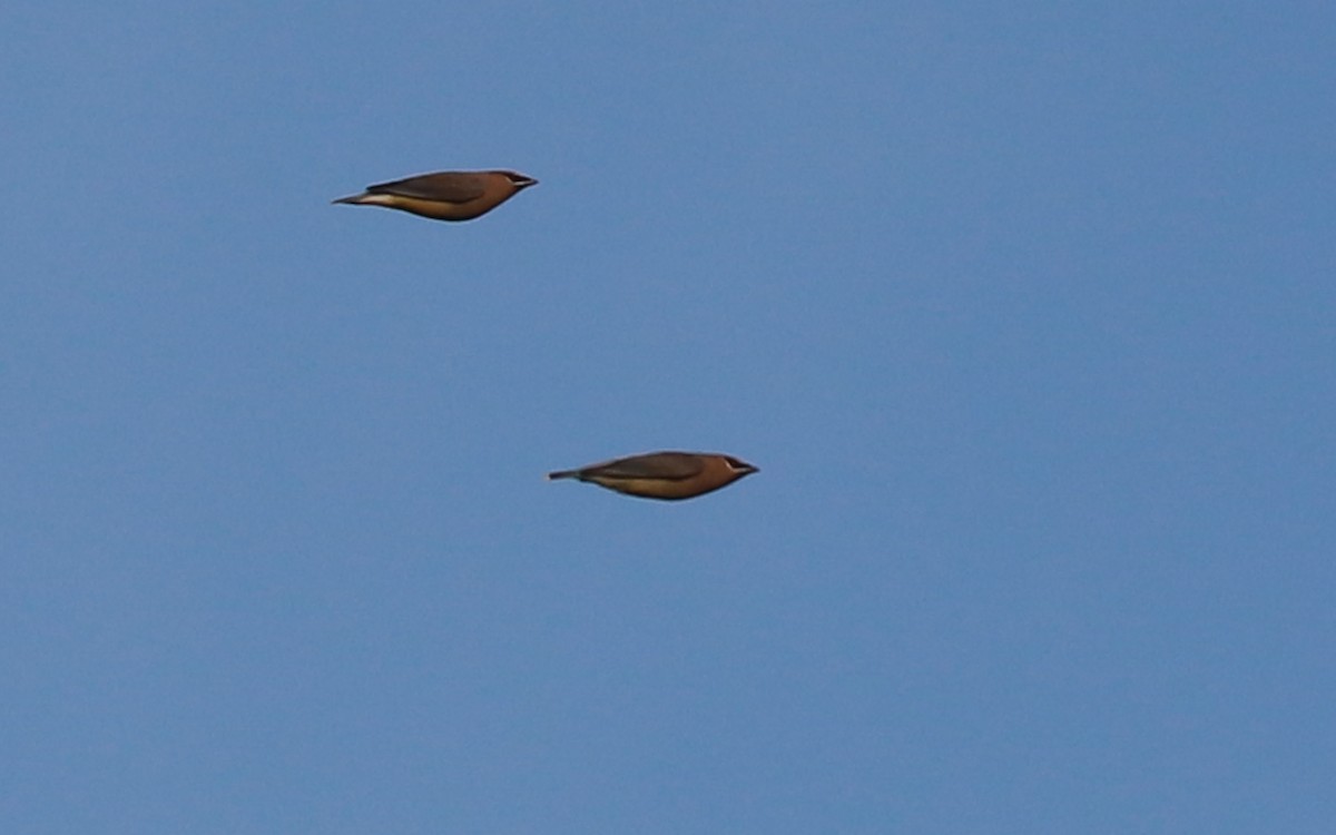 ヒメレンジャク - ML393318181