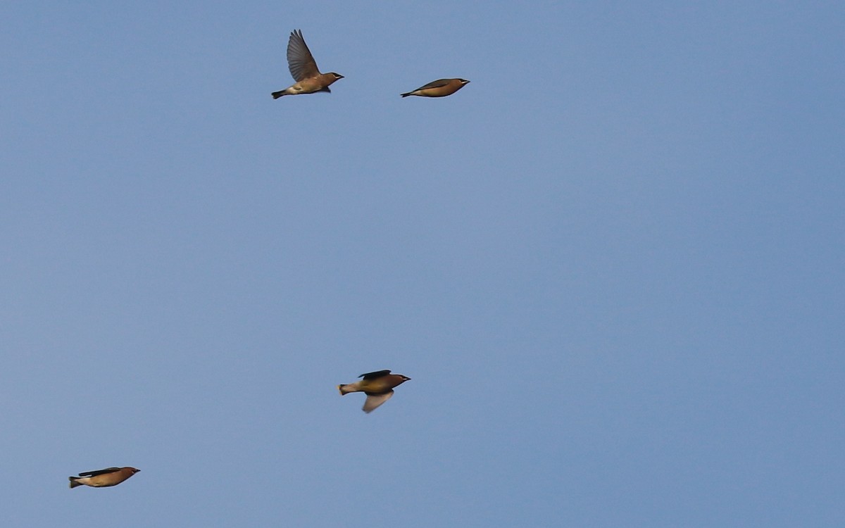 ヒメレンジャク - ML393318201