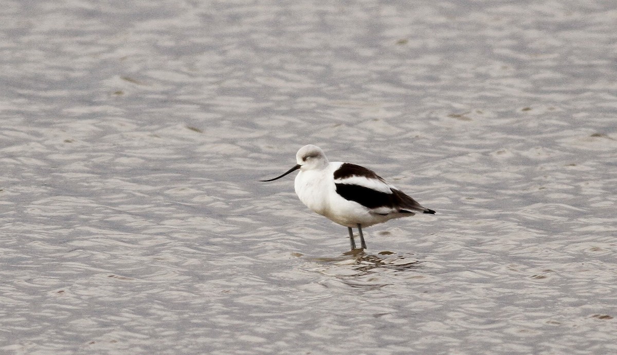 Avoceta Americana - ML39331881