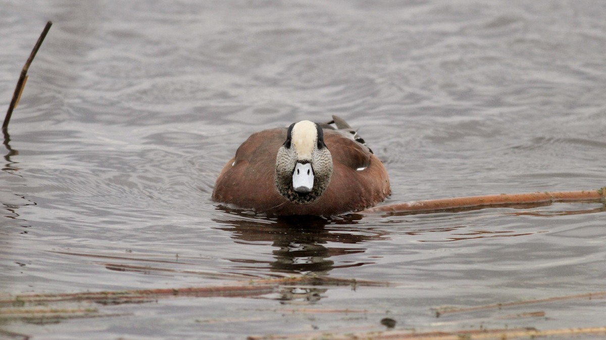 American Wigeon - ML39331951