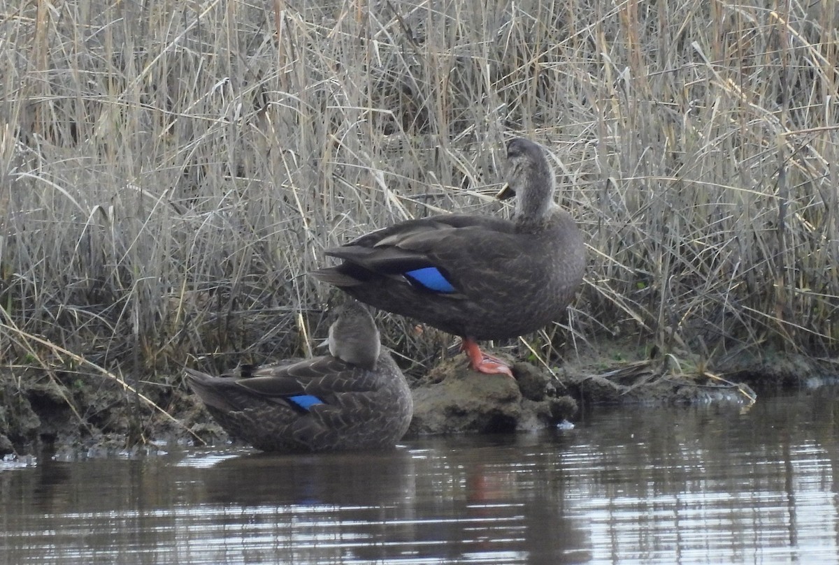 American Black Duck - ML393319541