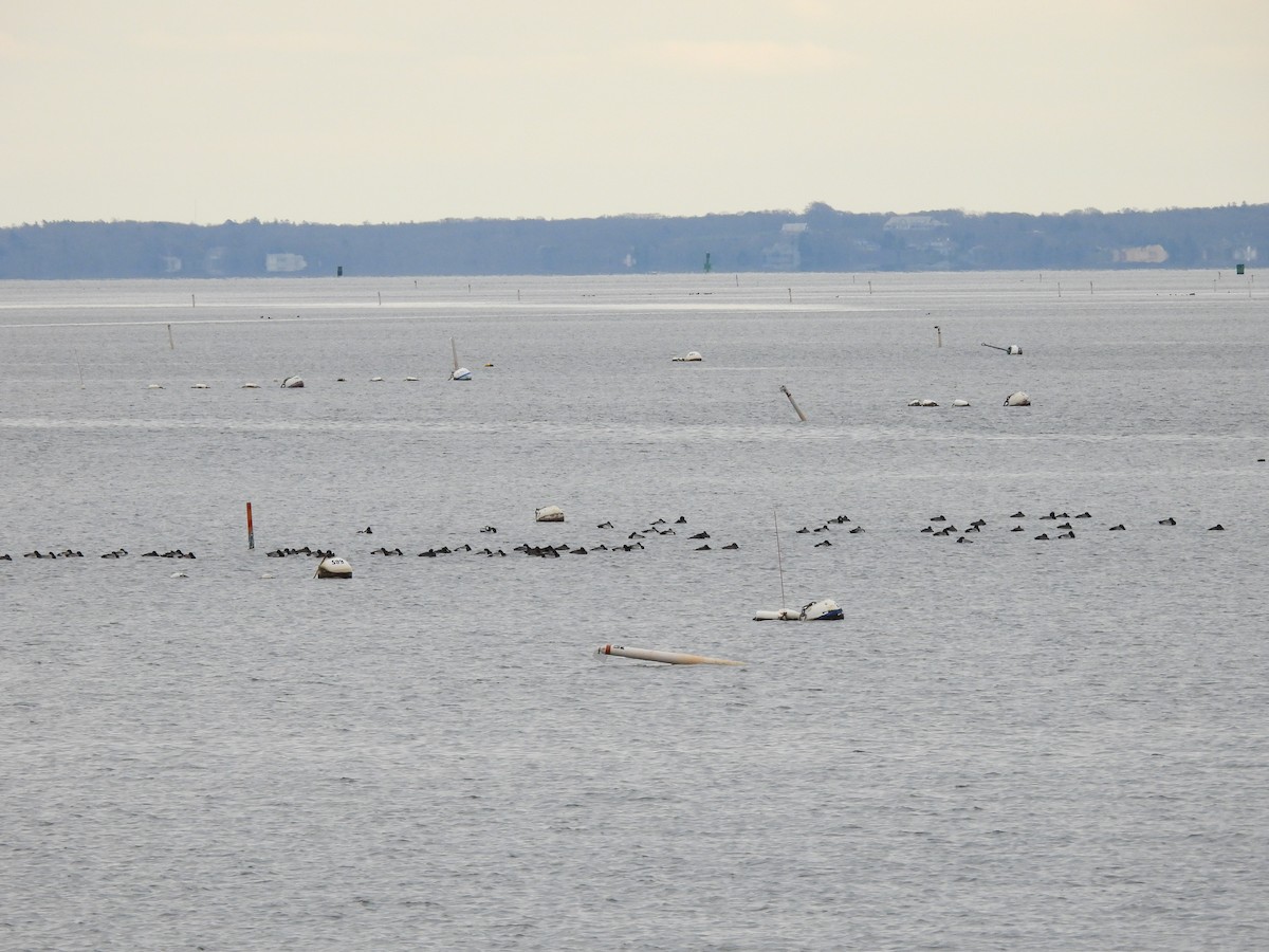 Greater Scaup - ML393319611