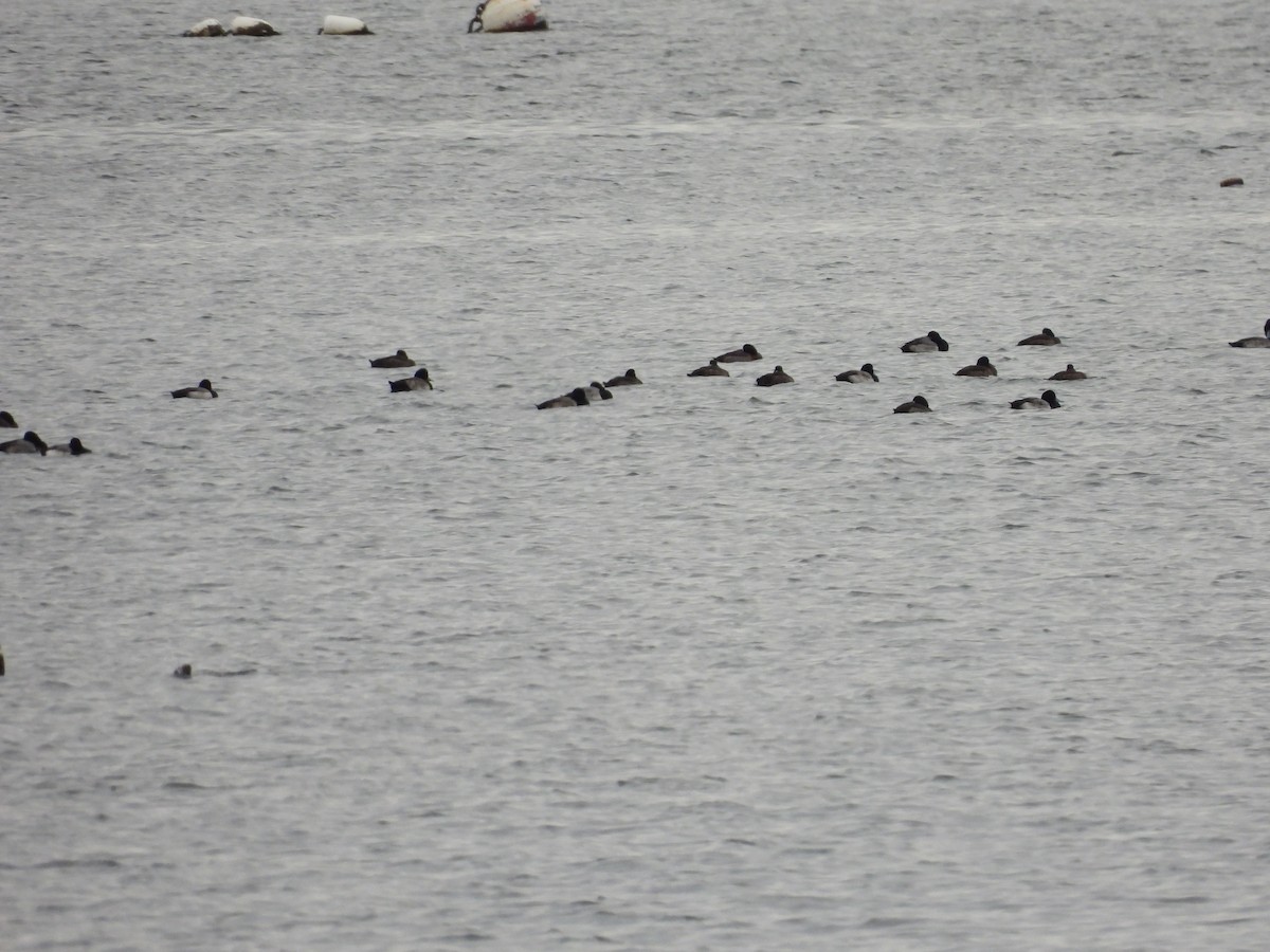 Greater Scaup - ML393319621