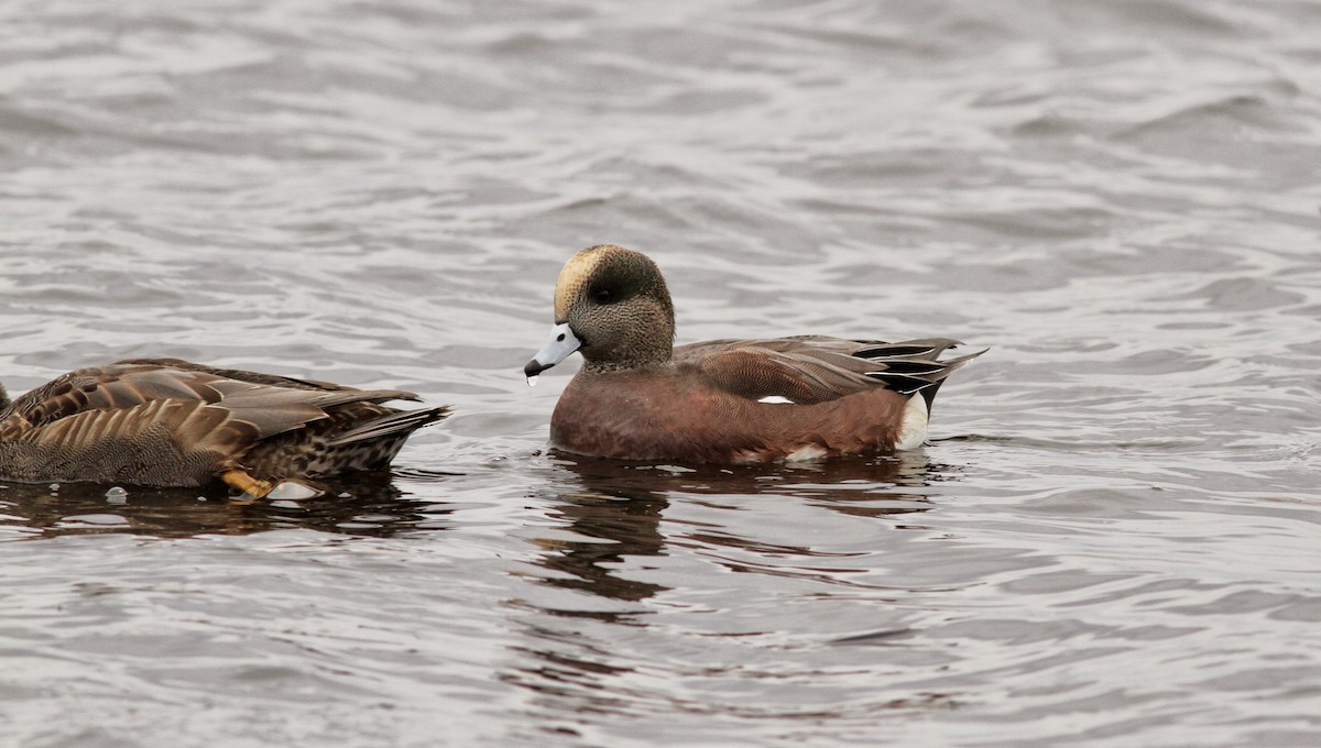 American Wigeon - Jay McGowan