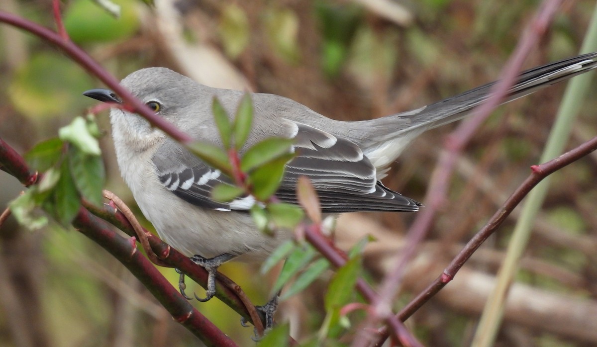 Northern Mockingbird - ML393319971