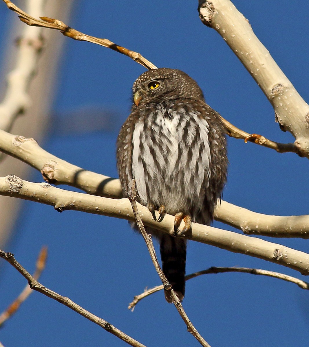 Northern Pygmy-Owl - ML393320011