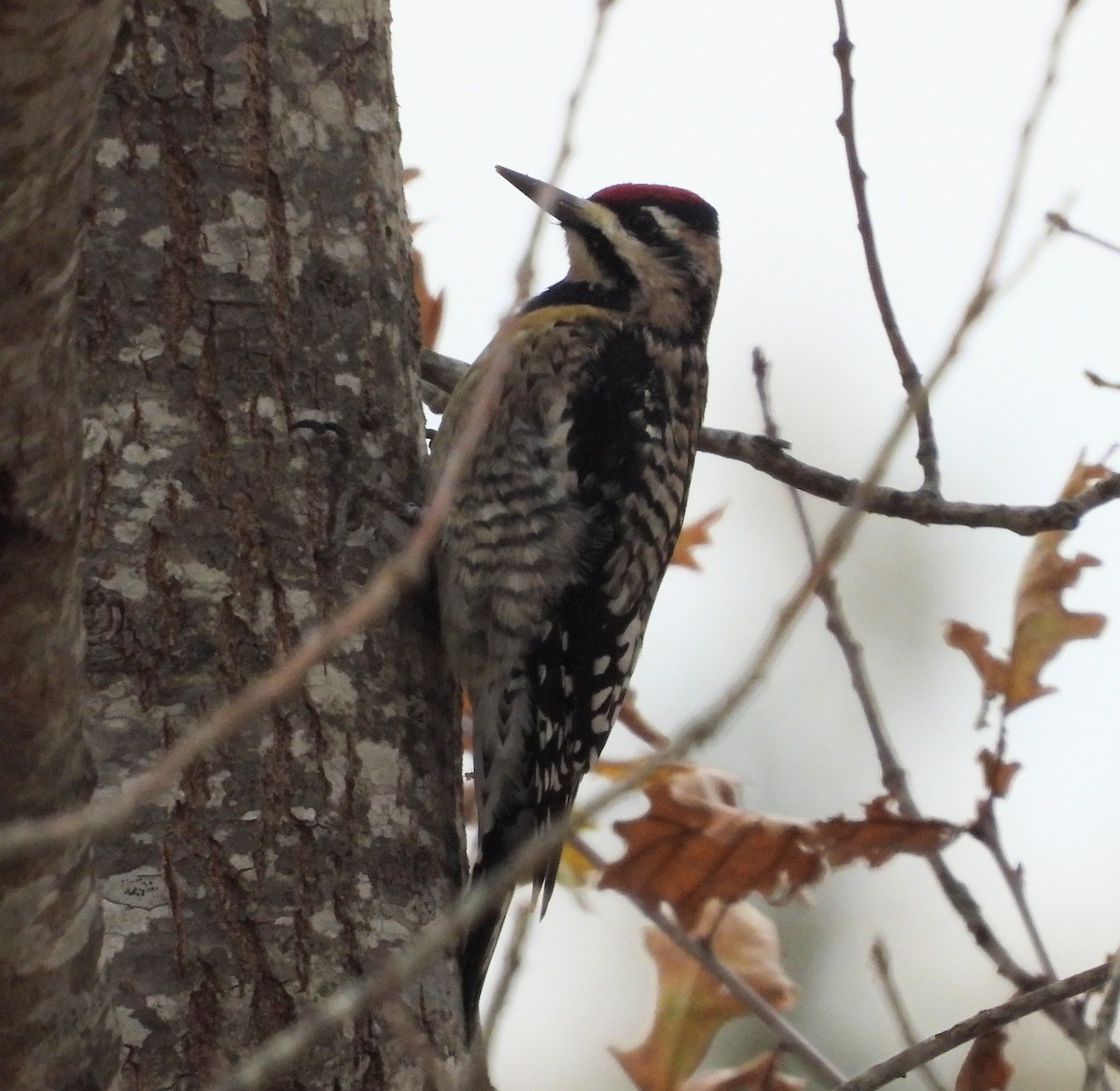 Yellow-bellied Sapsucker - Lisa Schibley