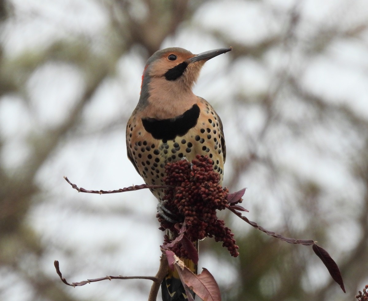 Northern Flicker - ML393320321